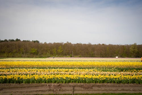 Kostnadsfri bild av fjäder, nederländerna, vårblomma