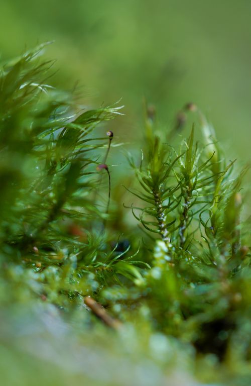 Free Close-up macro shot of green moss showcasing natural beauty in detail, with a blurred background. Stock Photo