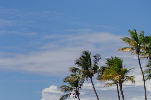 Free Lush palm trees sway against a clear blue sky in a tropical setting. Stock Photo