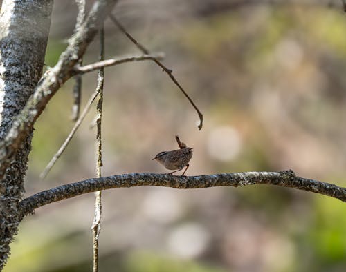 A small brown bird perched on a branch