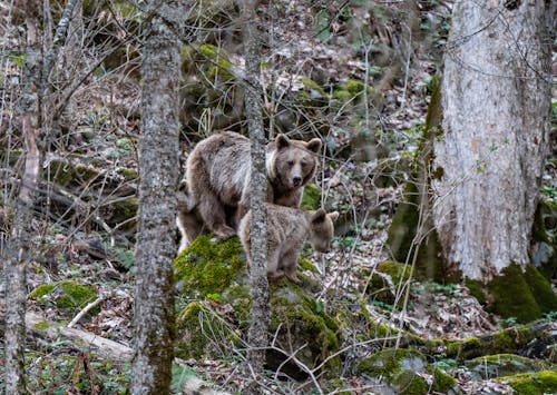 A bear and her cubs are in the woods