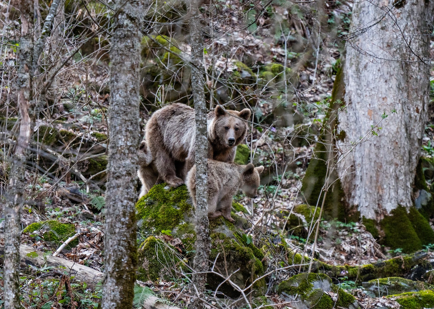 Alaska Bear Attack on Anchorage Trail Hospitalizes Woman