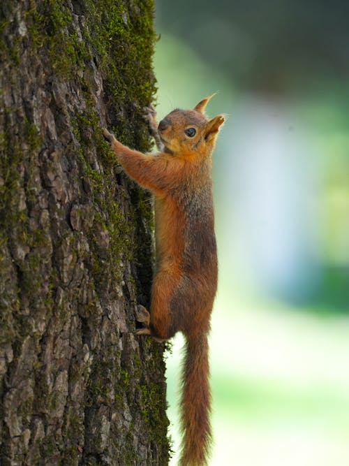 A squirrel climbing up a tree trunk