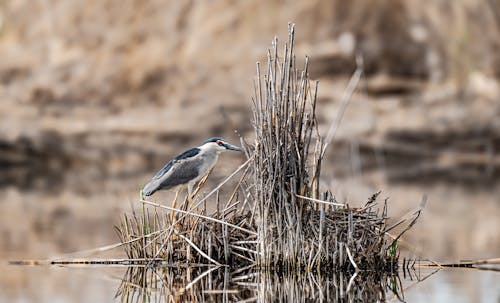 Δωρεάν στοκ φωτογραφιών με shorebird, άγρια φύση, άγριος