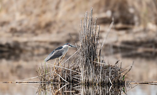 A bird is standing on a branch in the water