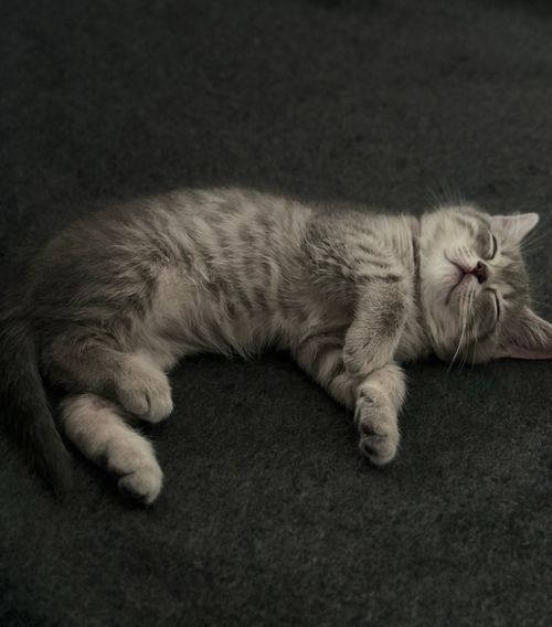 Free Calm and cute kitten peacefully sleeping on a soft and dark blanket. Stock Photo