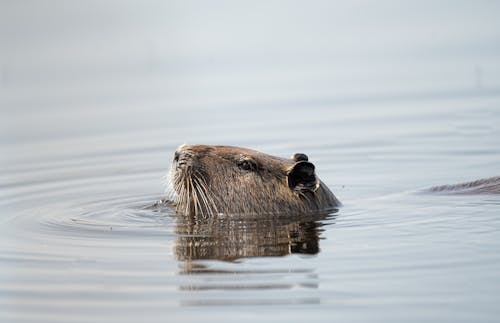 A beaver swimming in the water with its head up
