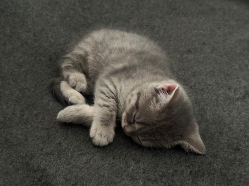 Free A cute gray kitten peacefully sleeping on a textured gray surface. Stock Photo
