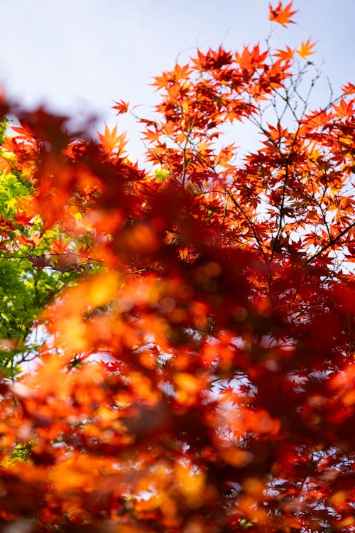 Kostnadsfri bild av botanisk trädgård, fjäder, japansk