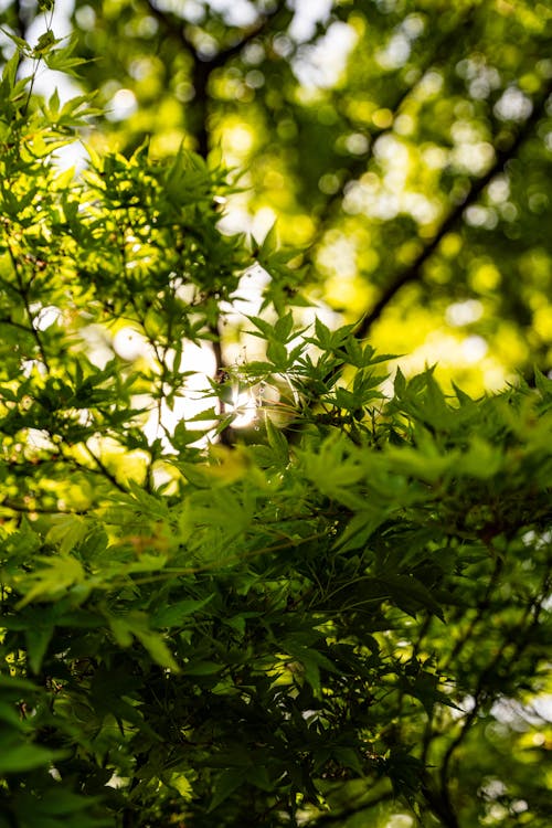 Kostnadsfri bild av botanisk trädgård, fjäder, japansk