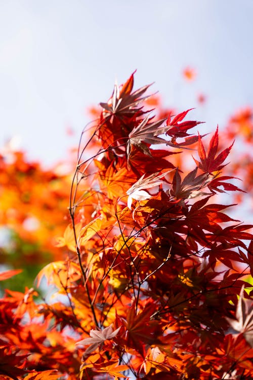 Kostnadsfri bild av botanisk trädgård, fjäder, japansk