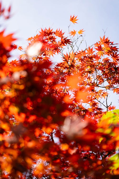 Free stock photo of botanic garden, hot spring, japanese