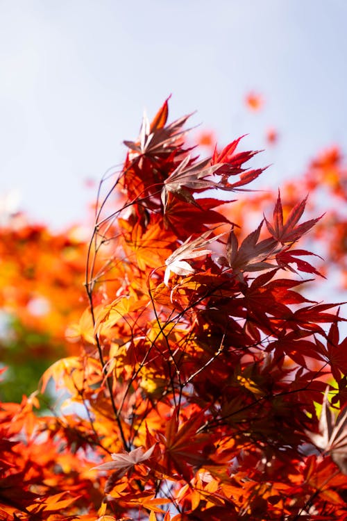 Kostnadsfri bild av botanisk trädgård, fjäder, japansk