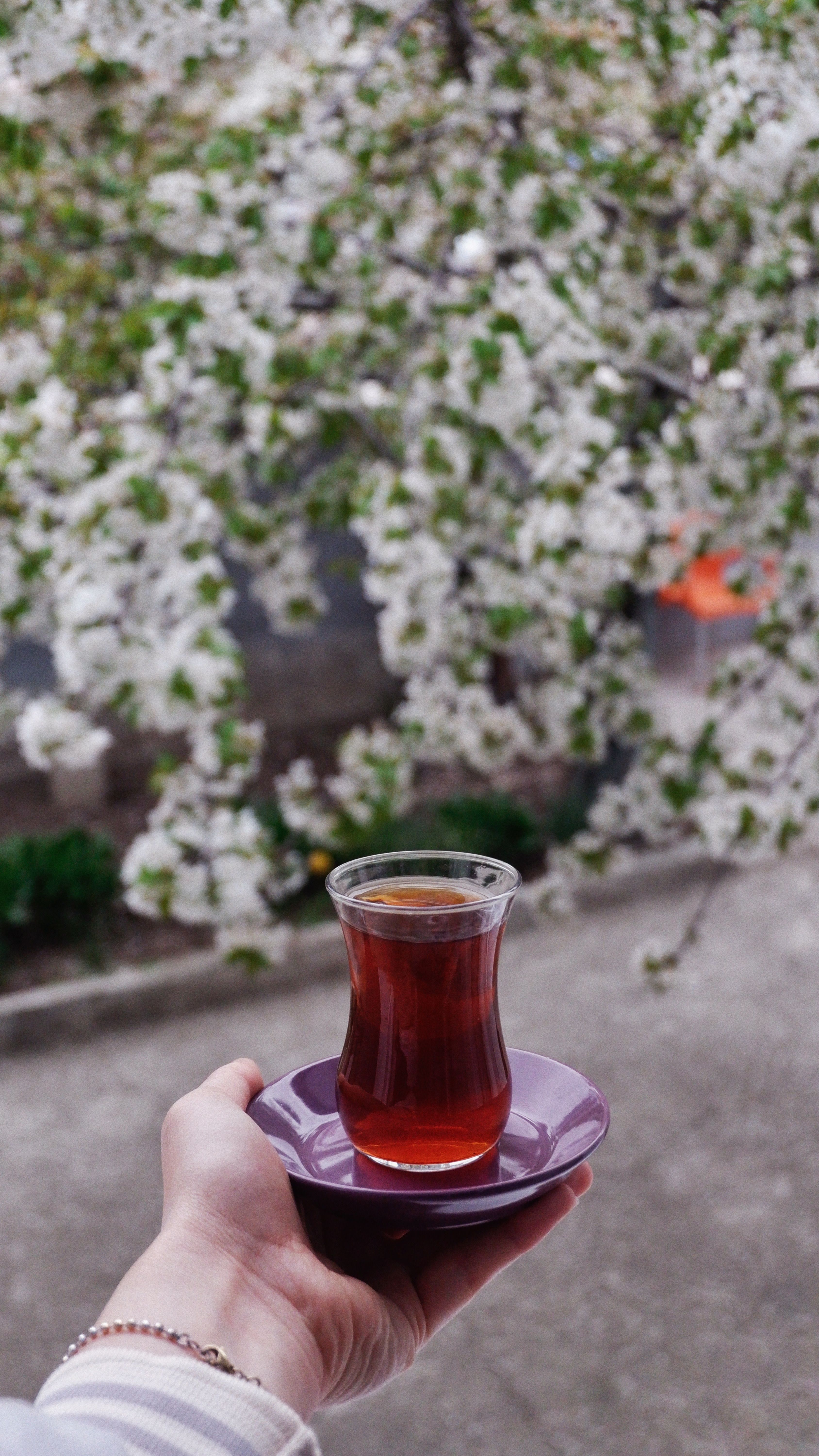 A hand holds Turkish tea in a tulip glass, set against spring blossoms.