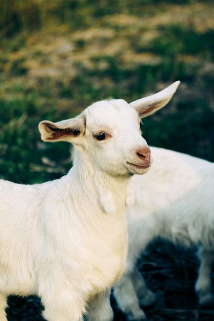 Charming white baby goat outdoors in a rural landscape, perfect for nature and farm themes.