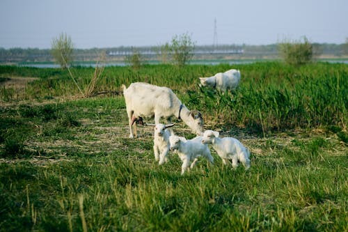A group of goats are standing in a field