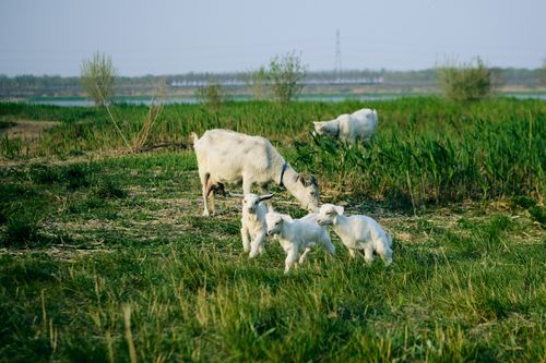 Free A serene scene of white goats grazing in a lush green meadow by the water. Stock Photo