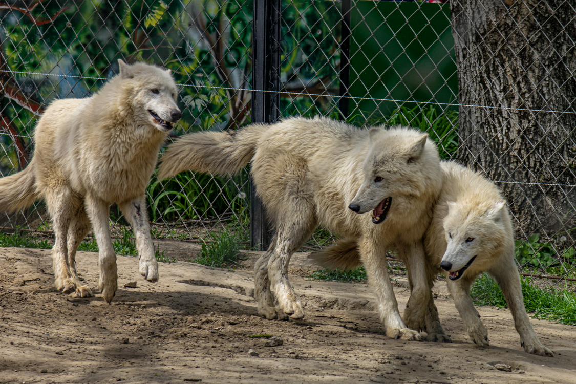 Wolves in Zoo · Free Stock Photo