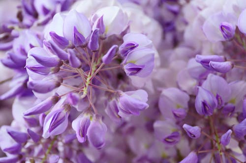 A close up of purple flowers with white petals
