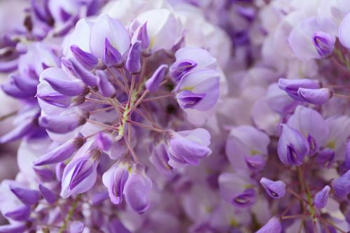 Free Close-up of delicate purple wisteria flowers in full spring bloom. Stock Photo
