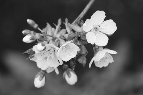 Black and white photo of cherry blossoms
