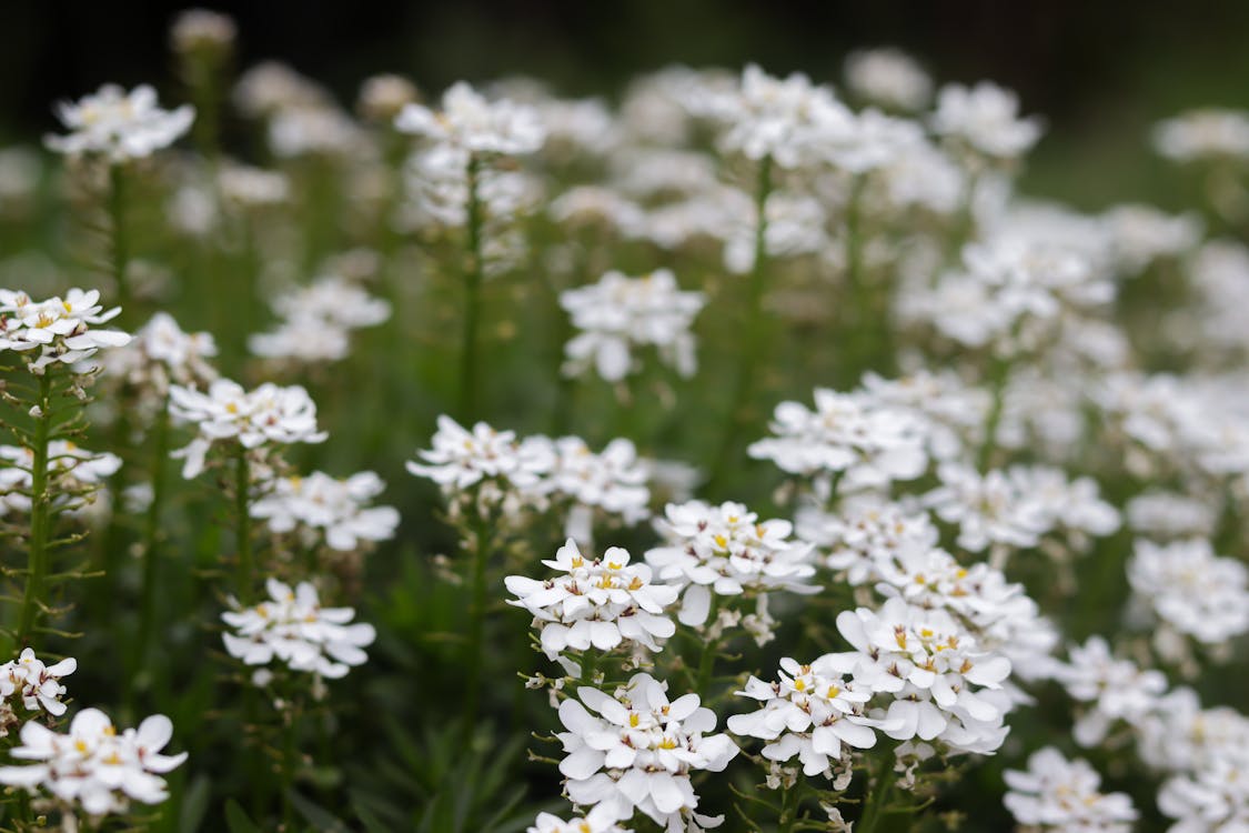 Free stock photo of closeup, flower, flowers