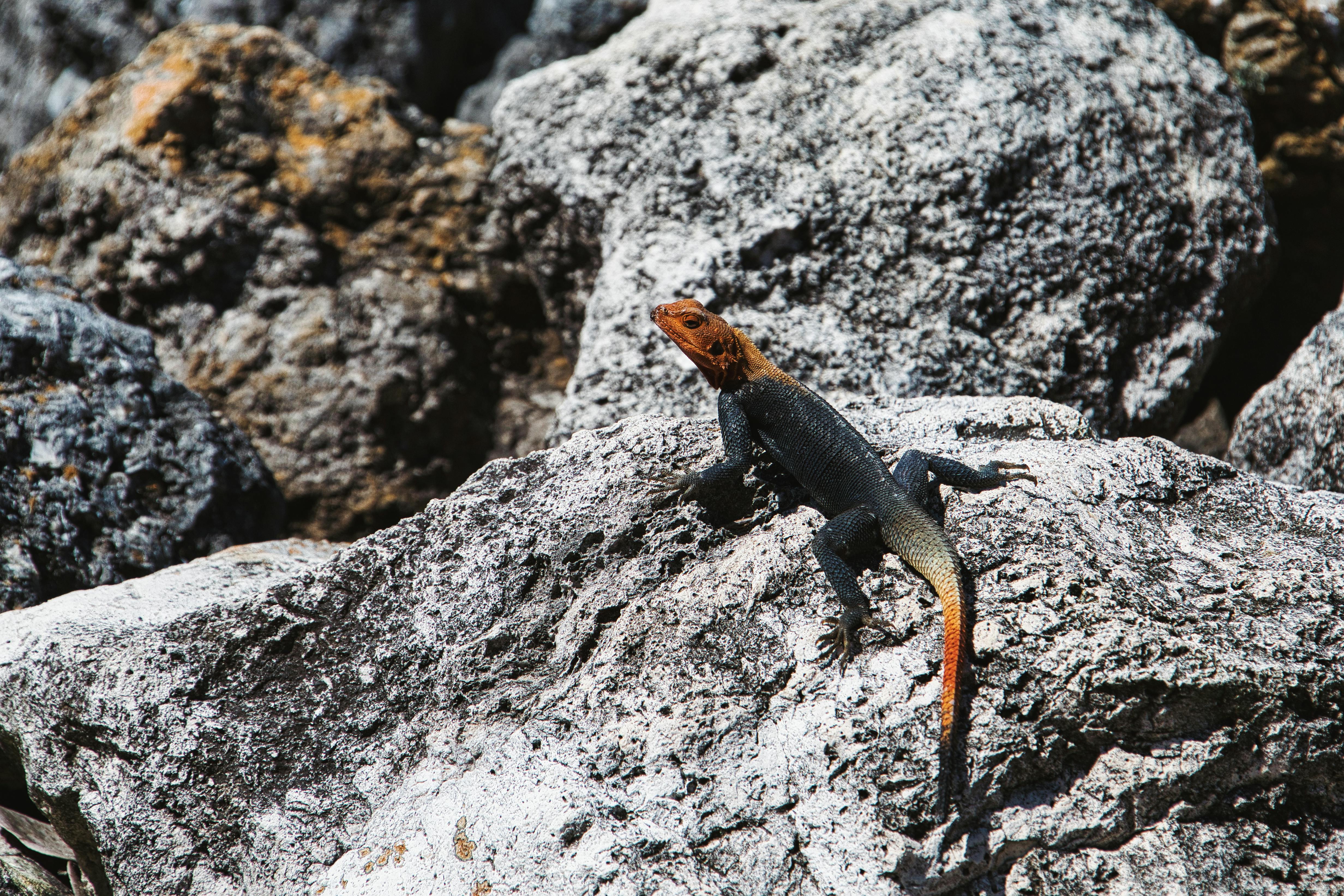 A colorful agama lizard basking on sunlit rocks, showcasing natural camouflage.