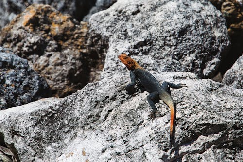 A lizard on a rock with some rocks in the background