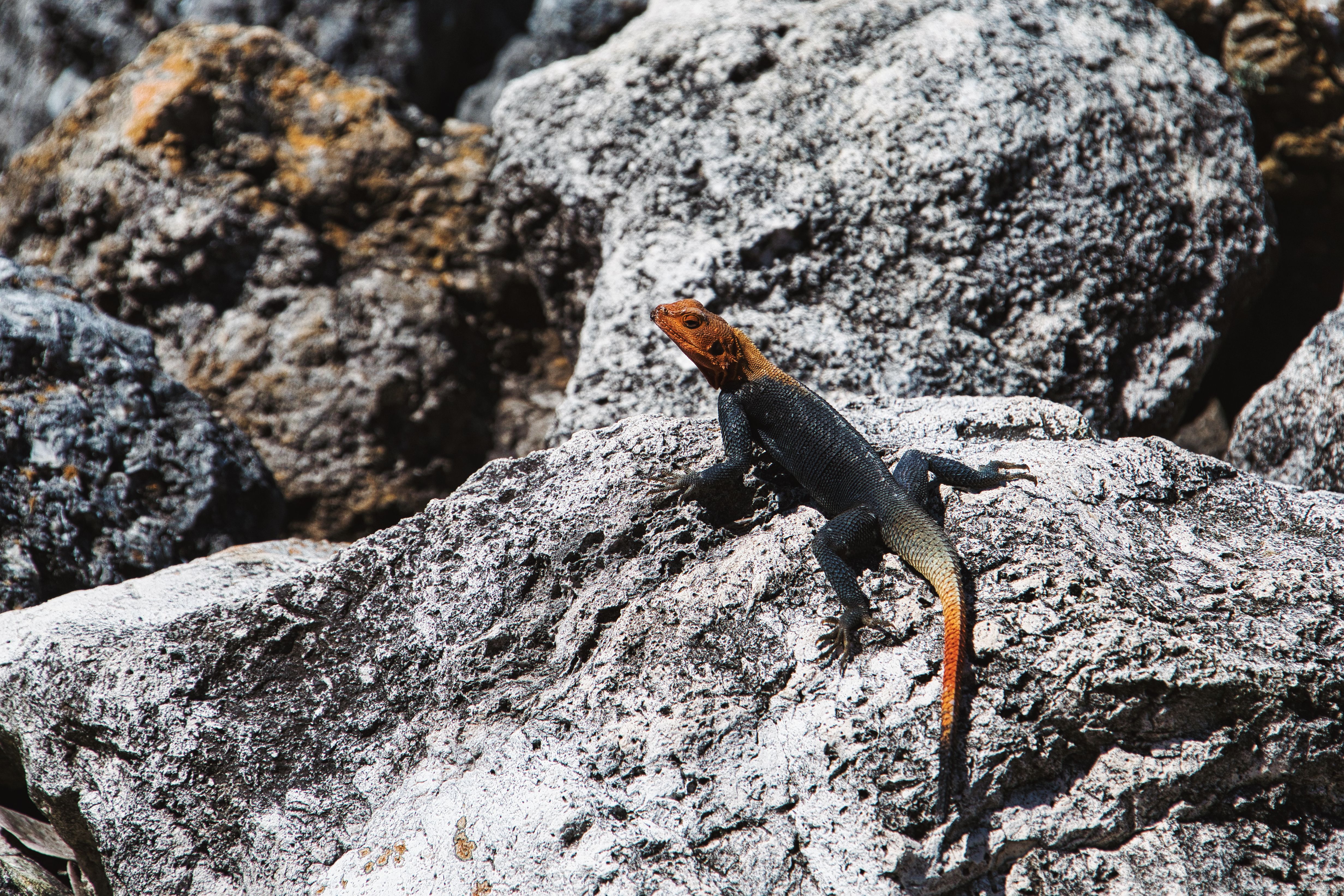 Black and Brown Chameleon on a Rock · Free Stock Photo