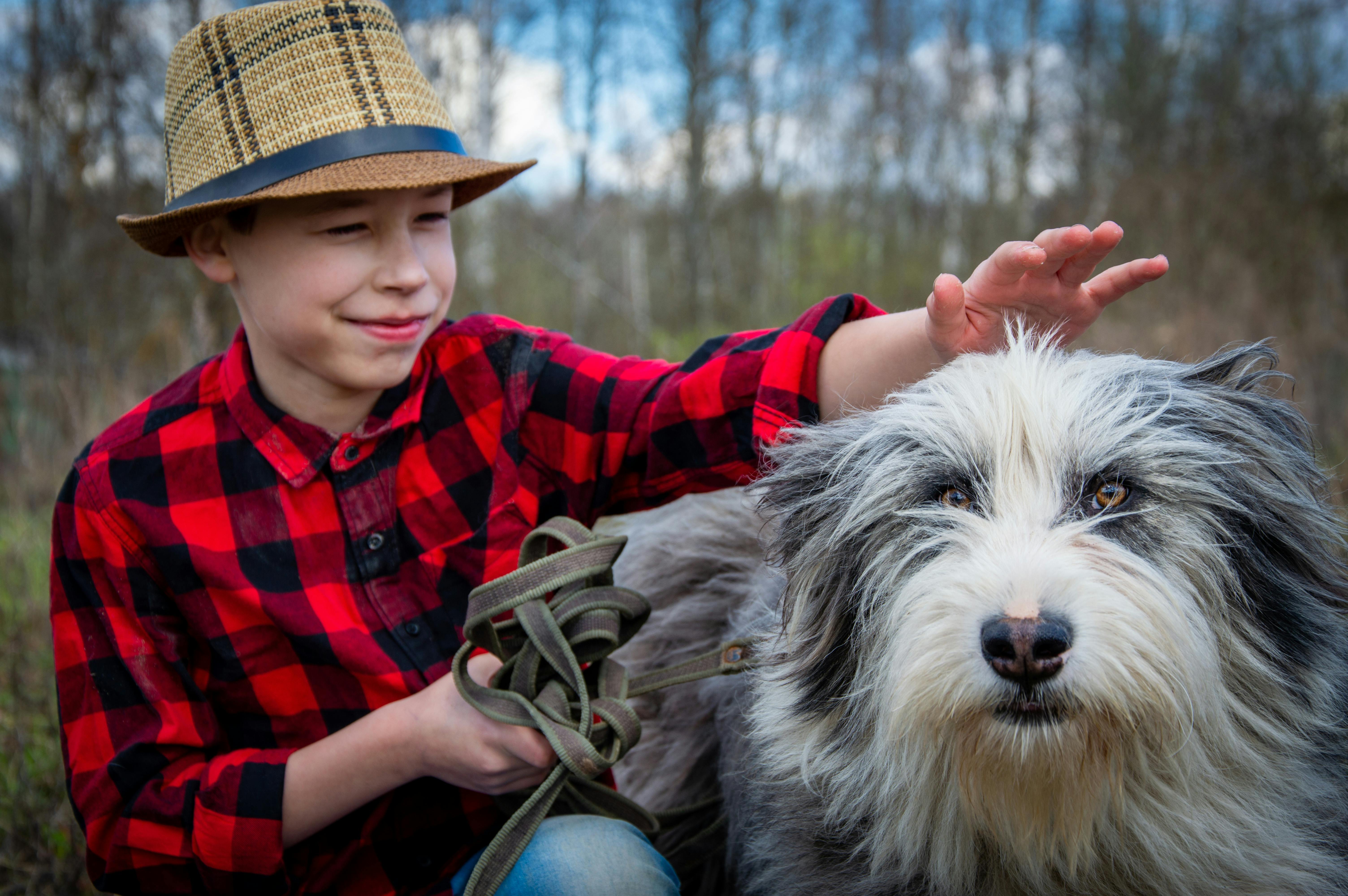 Εκπαίδευση Old English Sheepdog: Πλήρης Οδηγός