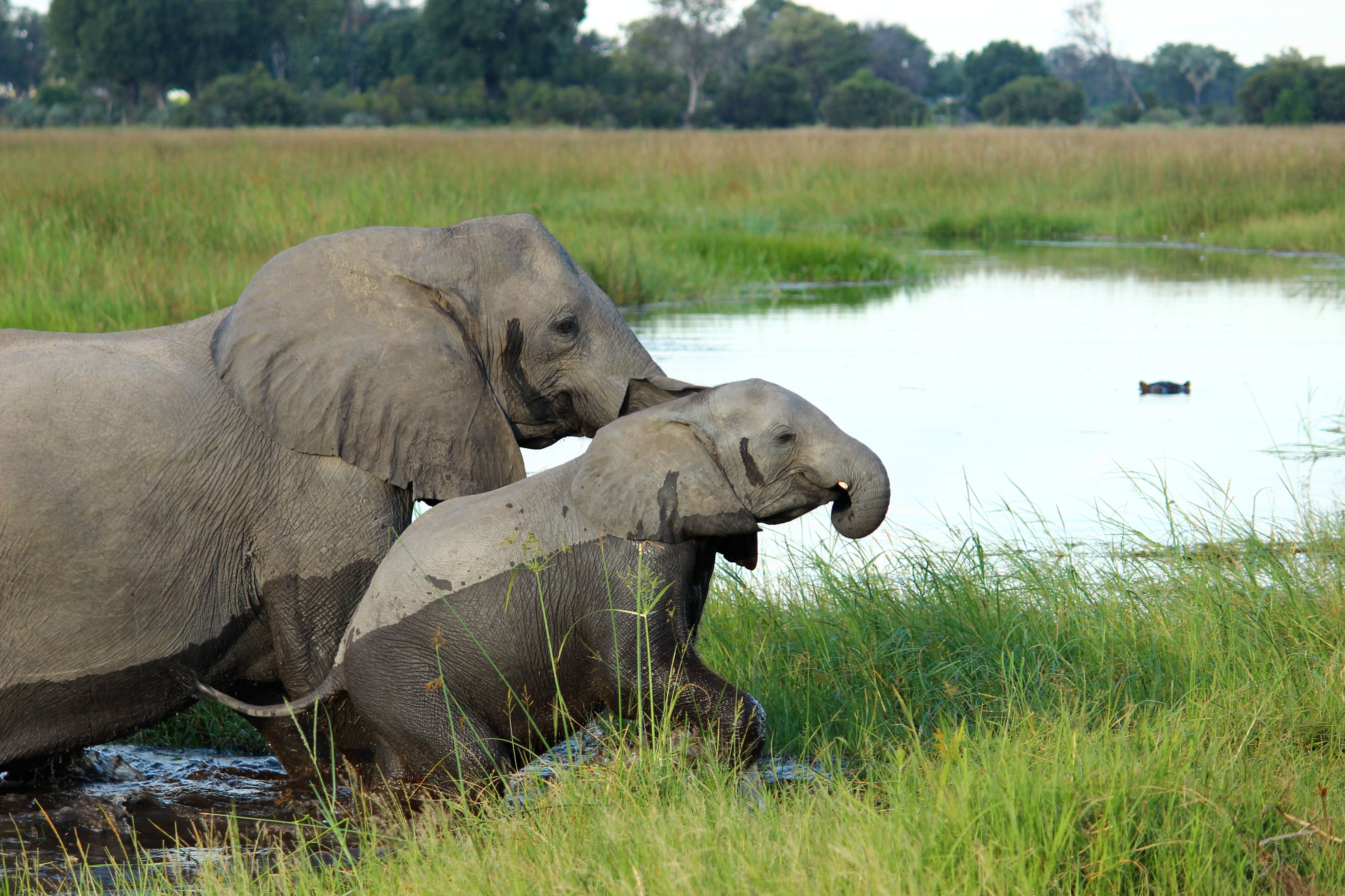 Elephant Car Insurance Review: Coverage &amp; Considerations — Photo by Lara Nuchowicz on Pexels