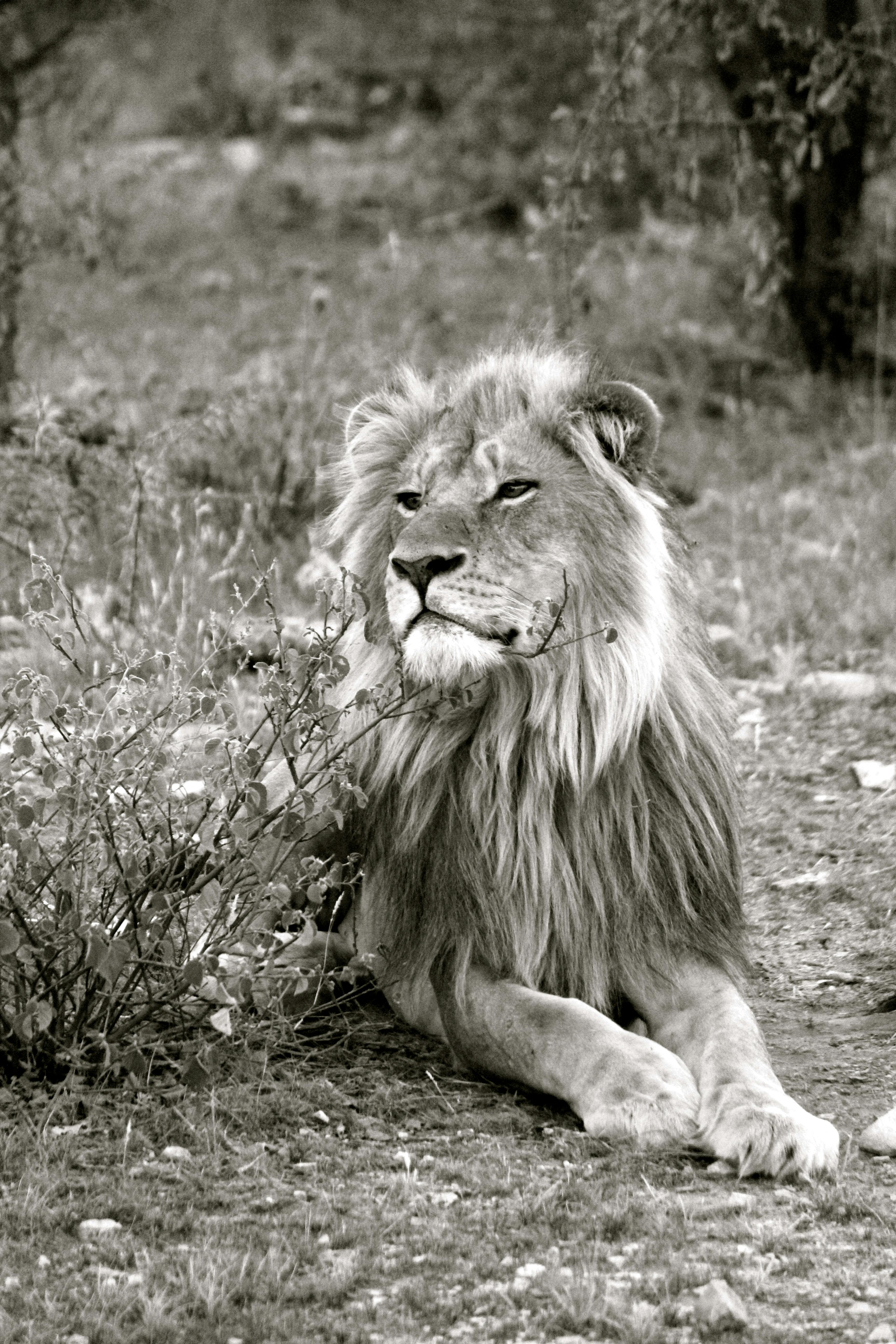 sepia image of a lion lying on a ground