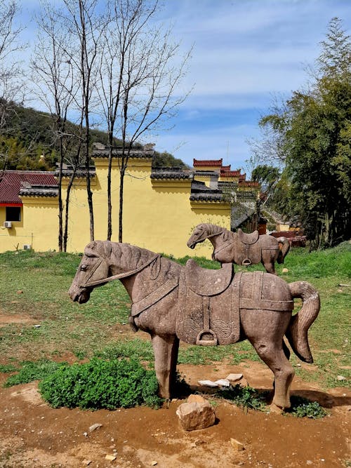 고요함, 말, 불교 사원의 무료 스톡 사진