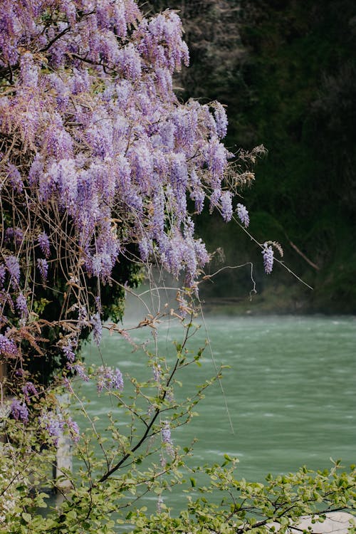 A purple flower is growing on a tree near the water