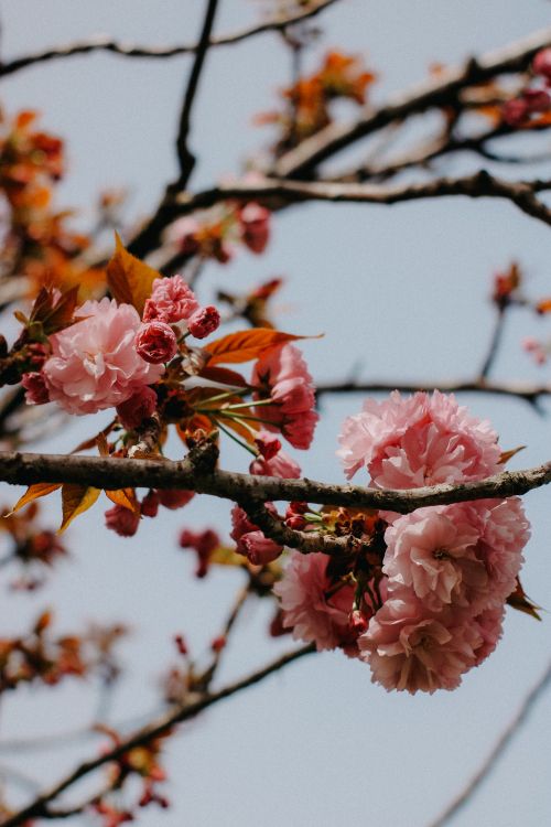 Free Delicate pink cherry blossoms bloom vibrantly on a branch against a clear blue sky. Stock Photo