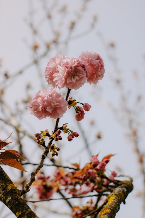 Kostnadsfri bild av äpple, blad, blomma