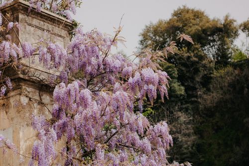 Free Vibrant purple wisteria blooms cascading over an old stone wall outdoors in spring. Stock Photo