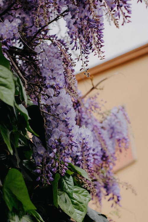 Kostnadsfri bild av blad, blomma, blomning