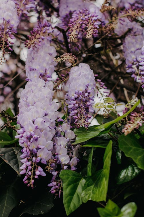 Kostnadsfri bild av blad, blomma, blomning