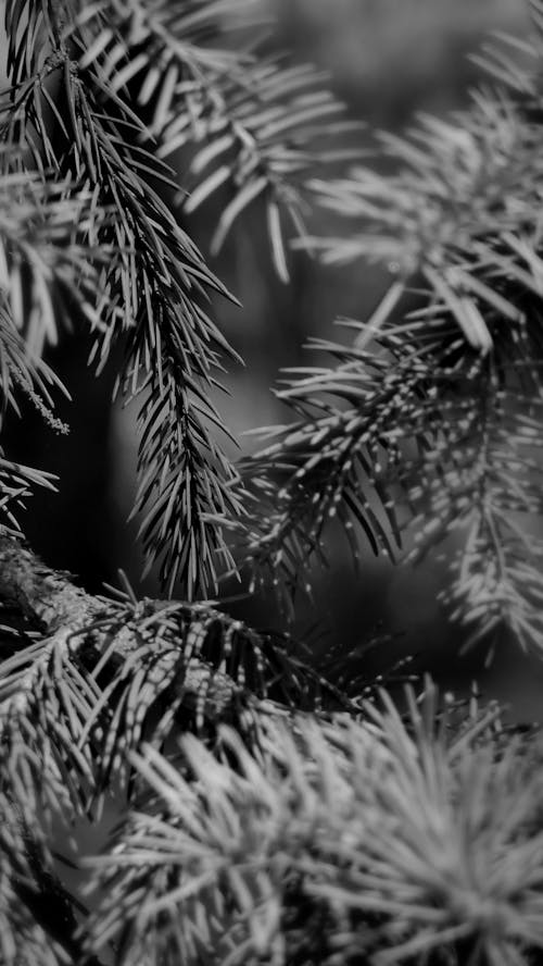 Fotobanka s bezplatnými fotkami na tému 4k tapety, borovica, čierny a biely