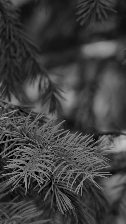 Pine Needles v.2