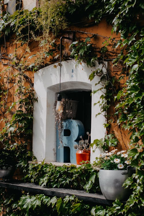 Základová fotografie zdarma na téma architektura, břečťan, budova