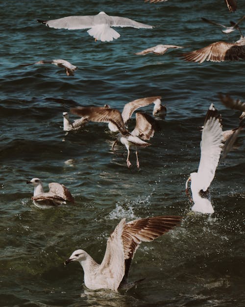 Seagulls flying over the ocean