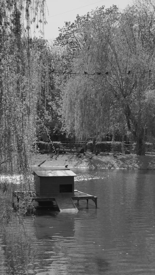 Lake And Willows 