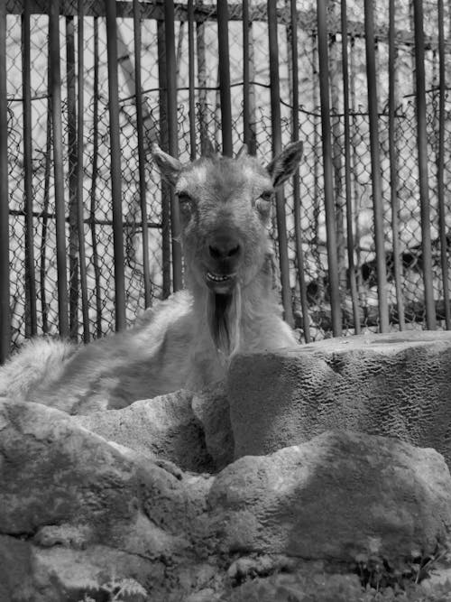 Fotobanka s bezplatnými fotkami na tému čierny a biely, horská koza, koza