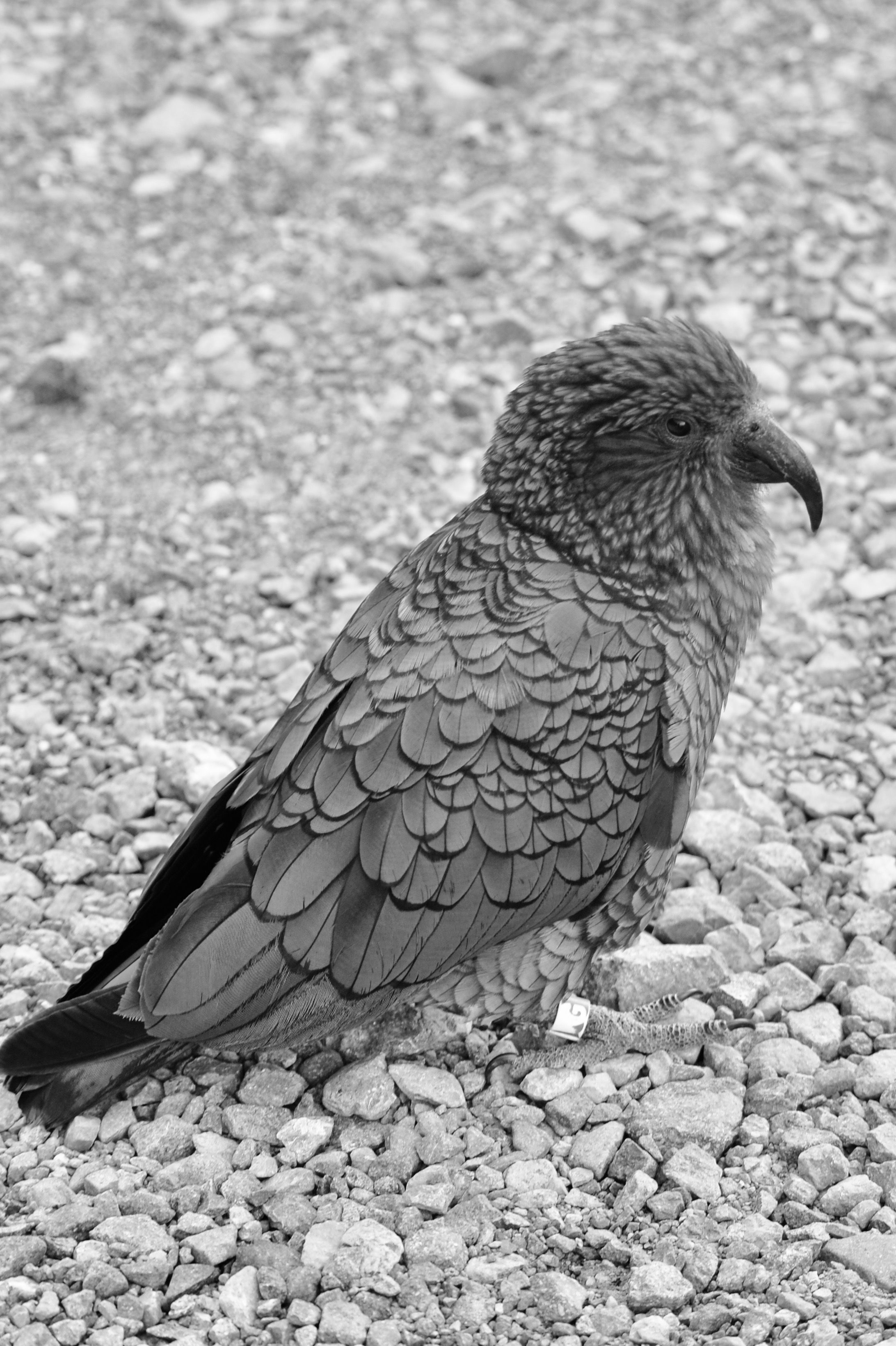 Kākāpō. População do mais pesado papagaio volta a crescer