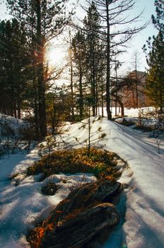 Beautiful snowy forest at sunset, capturing serene nature and rural tranquility.