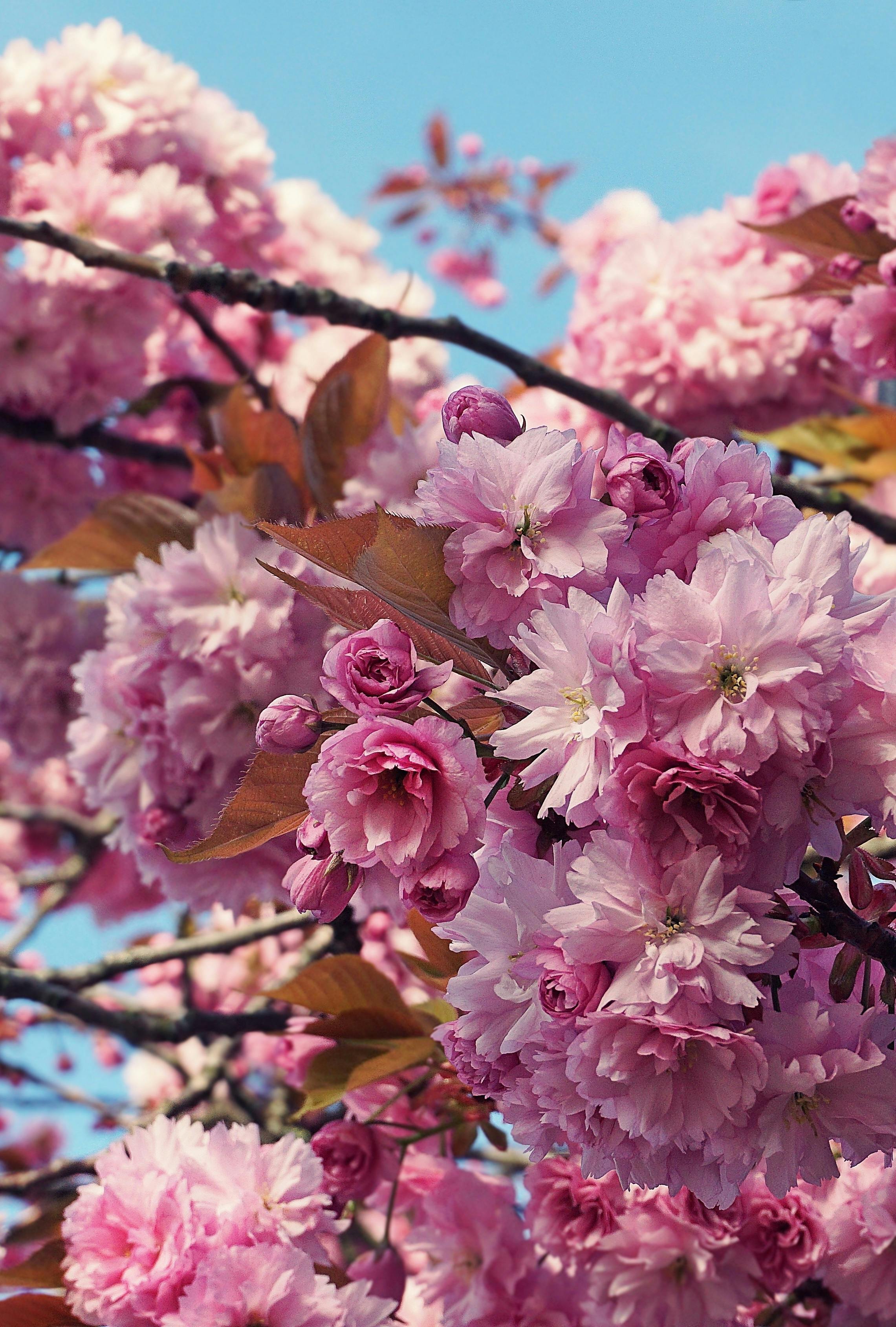 shallow focus photography of pink flowers