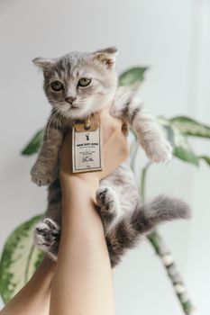 在室内，一只可爱的灰白小猫以绿色树叶为背景