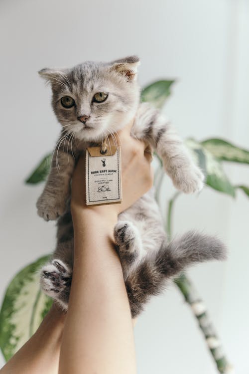 Gray and White Tabby Kitten